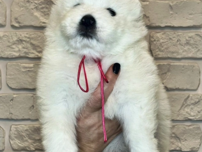 Samoyed puppy for sale