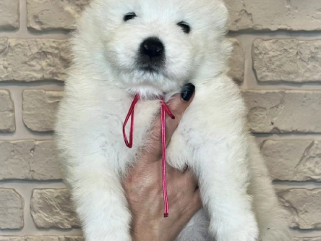 Samoyed puppy for sale