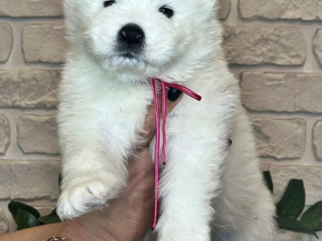 Samoyed puppy for sale