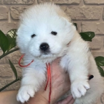 Verona, white Samoyed for sale