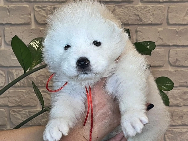 Samoyed puppy for sale