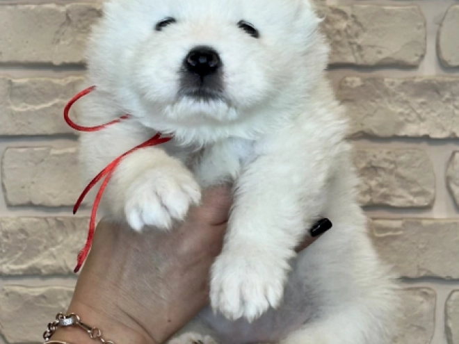 Samoyed puppy for sale