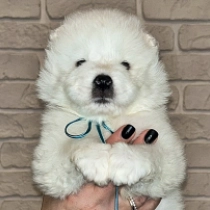 Baldo, white Samoyed for sale