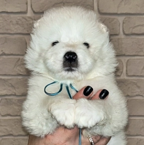 Samoyed puppy for sale