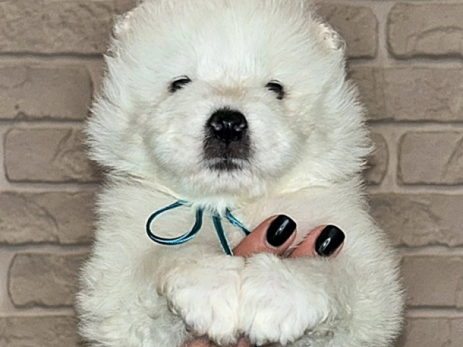 Samoyed puppy for sale