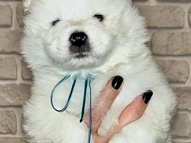 Samoyed puppy for sale