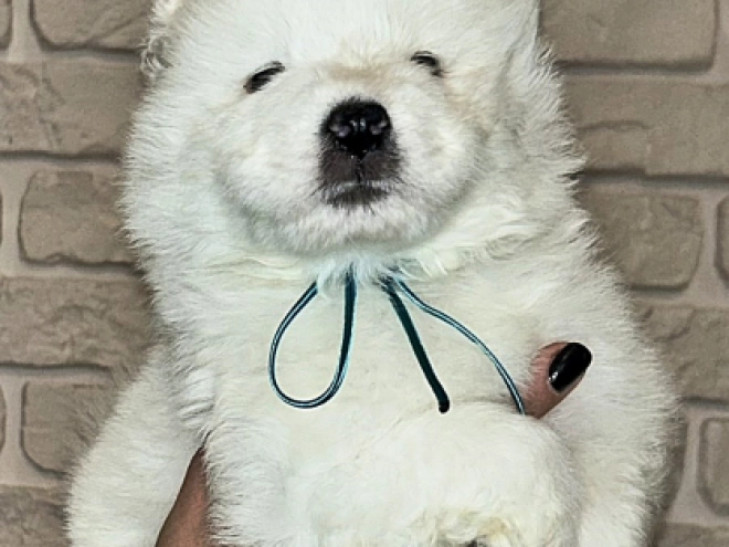 Samoyed puppy for sale