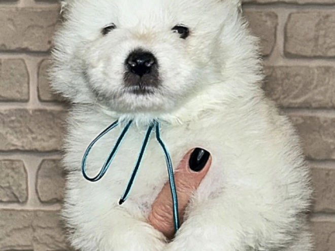 Samoyed puppy for sale