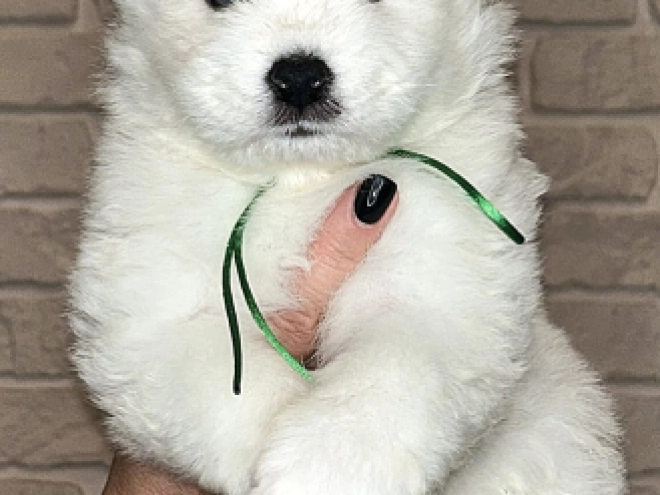 Samoyed puppy for sale
