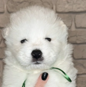 Samoyed puppy for sale