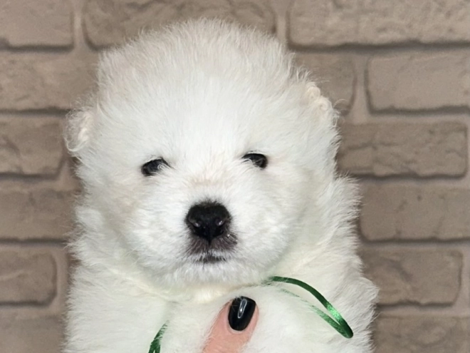 Samoyed puppy for sale
