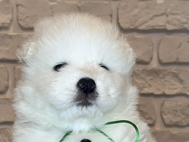 Samoyed puppy for sale