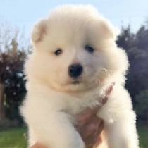 Bounty, white Samoyed for sale