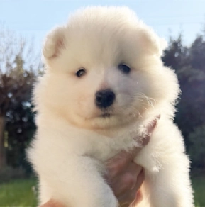 Perros Samoyedo en venta