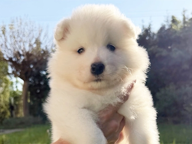 Samoyed puppy for sale