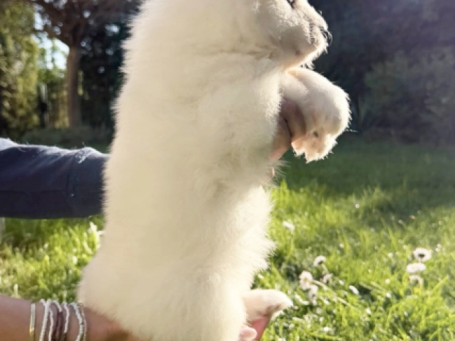 Samoyed puppy for sale