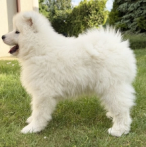 Samoyed puppy for sale
