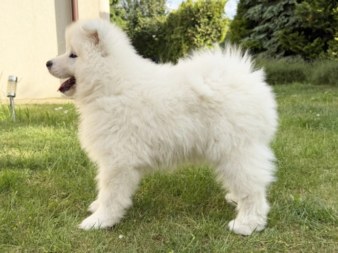 Samoyed puppy for sale