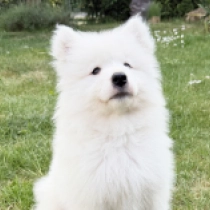 Bounty, white Samoyed for sale