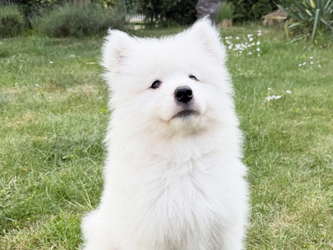 Samoyed puppy for sale