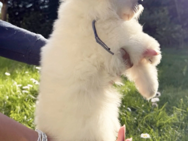 Samoyed puppy for sale