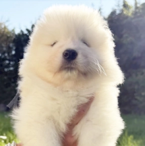 Perros Samoyedo en venta