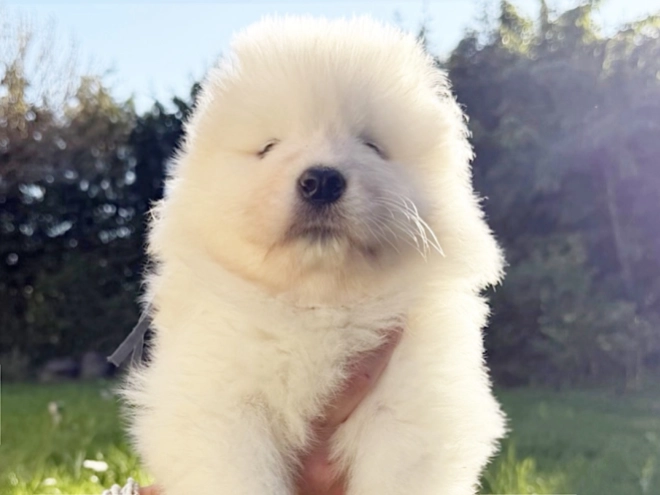 Samoyed puppy for sale