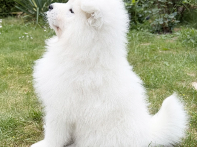 Samoyed puppy for sale