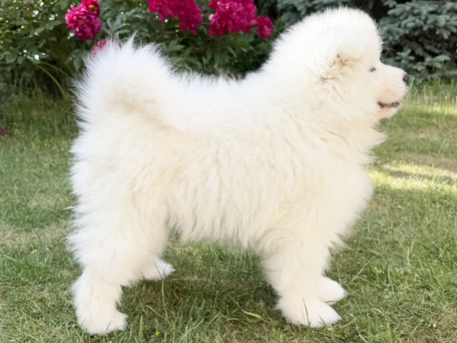 Samoyed puppy for sale