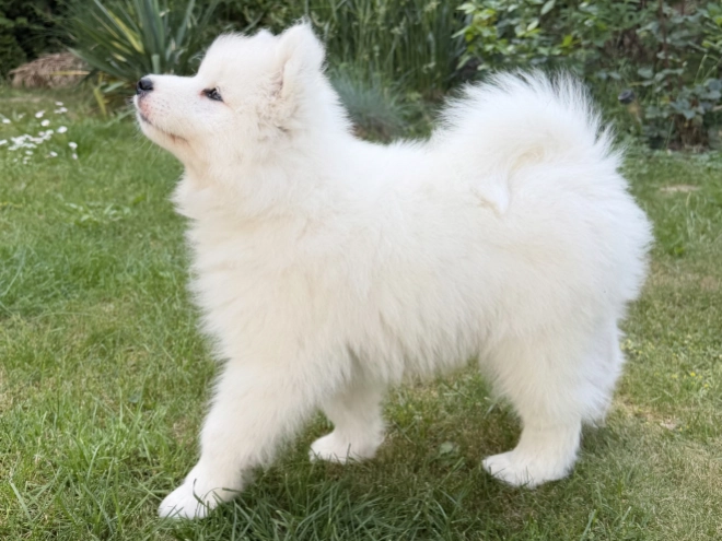 Samoyed puppy for sale