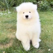 Snowman, white Samoyed for sale