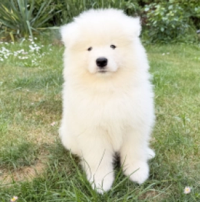 Perros Samoyedo en venta