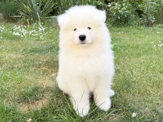 Samoyed puppy for sale