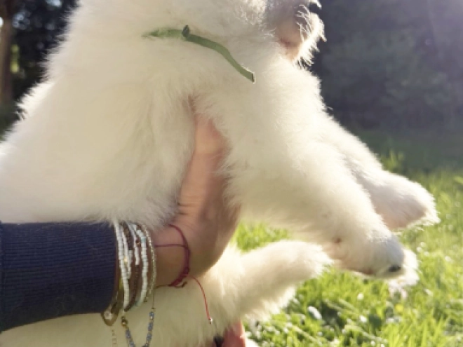 Samoyed puppy for sale