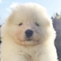 White-rock, white Samoyed for sale