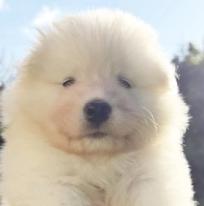 Perros Samoyedo en venta