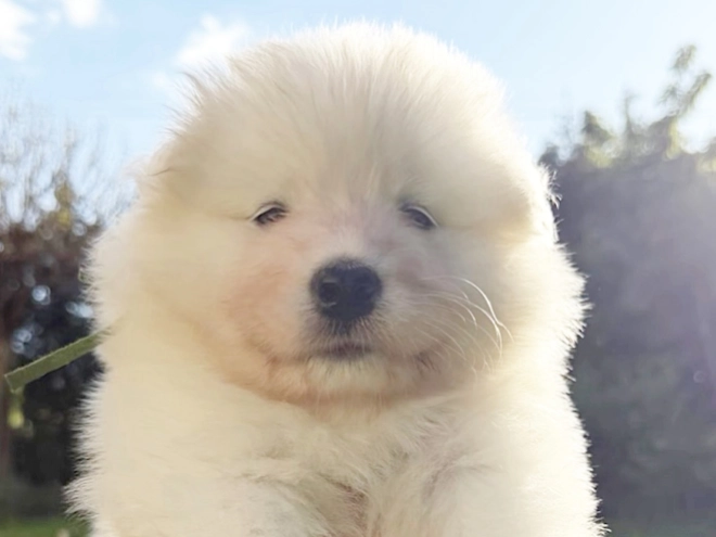 Samoyed puppy for sale