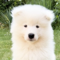 White-rock, white Samoyed for sale
