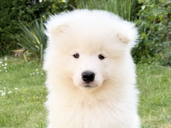 Samoyed puppy for sale