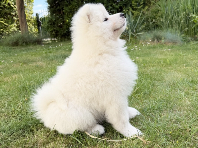 Samoyed puppy for sale
