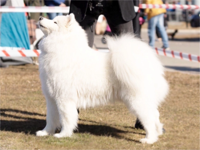 Samoyed puppy for sale