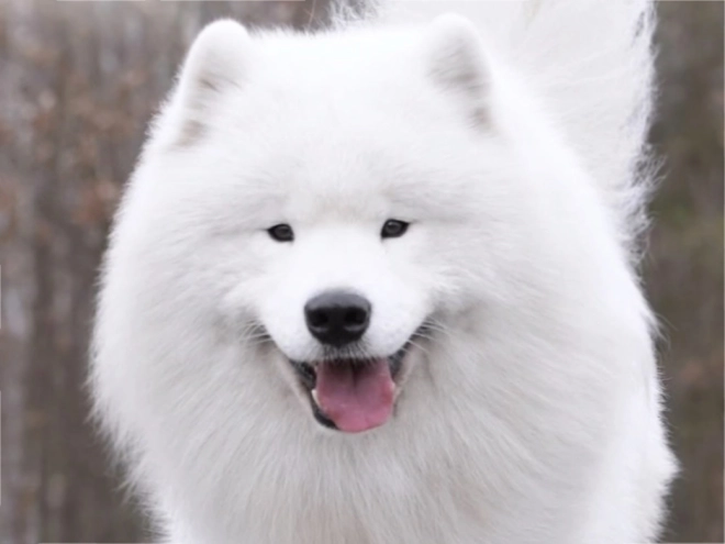 Samoyed puppy for sale