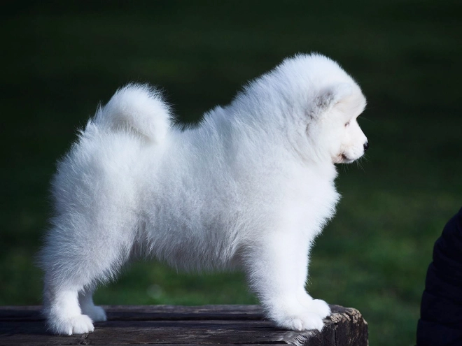 Samoyed puppy for sale