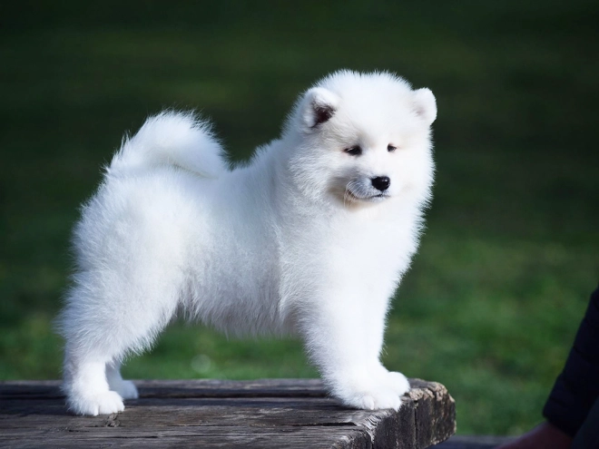 Samoyed puppy for sale