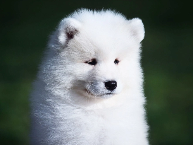 Samoyed puppy for sale