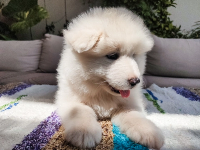 Perros Samoyedo en venta