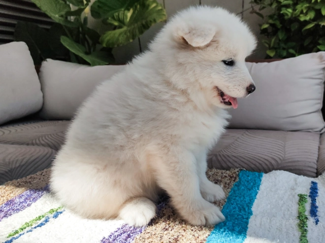 Perros Samoyedo en venta
