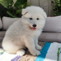 Bluey, white Samojede Welpen kaufen