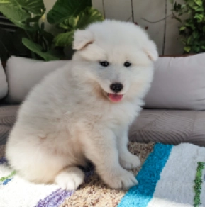 Perros Samoyedo en venta