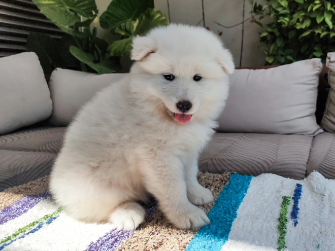 Perros Samoyedo en venta